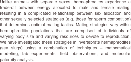 Unlike animals with separate sexes, hermaphrodites experience a trade-off between energy allocated to male and female mating, resulting in a complicated relationship between sex allocation and other sexually selected strategies (e.g. those for sperm competition) that determines optimal mating tactics. Mating strategies vary within hermaphroditic populations that are comprised of individuals of varying body size and varying resources to devote to reproduction.  We have investigated these strategies in invertebrate hermaphrodites (sea slugs) using a combination of techniques – mathematical modeling, lab experiments, field observations, and molecular paternity analysis.
